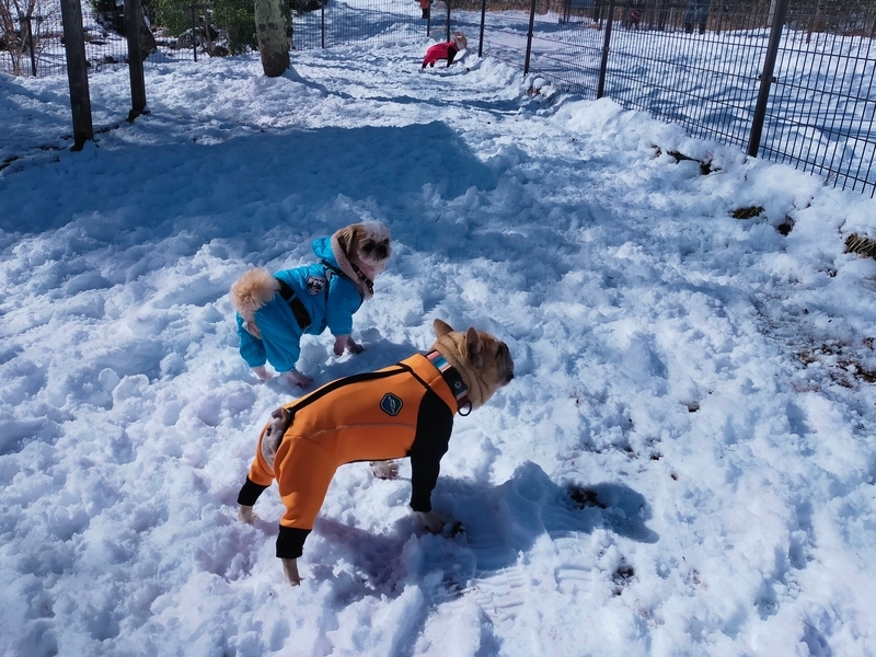 旅行 犬連れ旅行 エンゼルフォレスト白川高原 サウナグランピングキャビン プライベートサウナ シーズー 