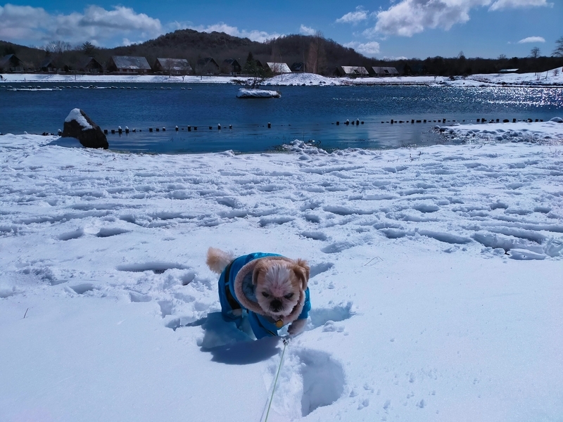 旅行 犬連れ旅行 エンゼルフォレスト白川高原 サウナグランピングキャビン プライベートサウナ シーズー 
