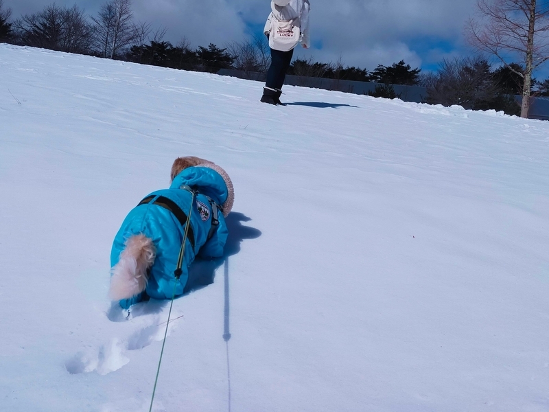 旅行 犬連れ旅行 エンゼルフォレスト白川高原 サウナグランピングキャビン プライベートサウナ シーズー 