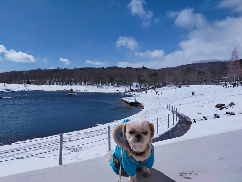 旅行 犬連れ旅行 エンゼルフォレスト白川高原 サウナグランピングキャビン プライベートサウナ シーズー 
