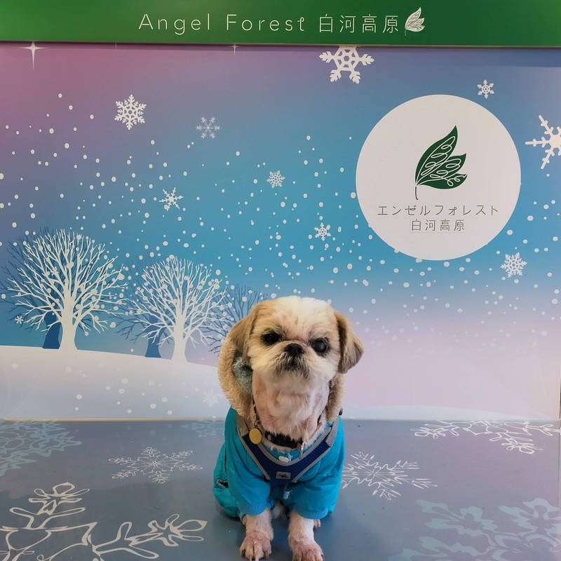 旅行 犬連れ旅行 エンゼルフォレスト白川高原 サウナグランピングキャビン プライベートサウナ シーズー 