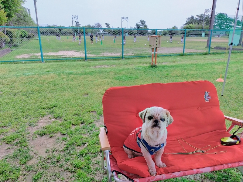 浜松市 浜名湖 渚園 キャンプ シーズー キャンピングトレーラー 
