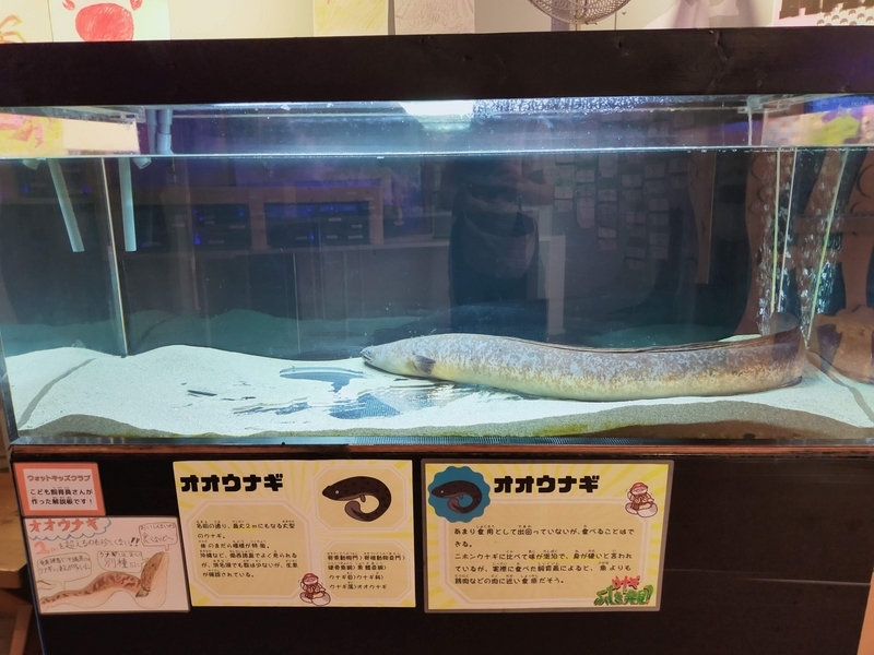浜松市 浜名湖 渚園 キャンプ シーズー キャンピングトレーラー 