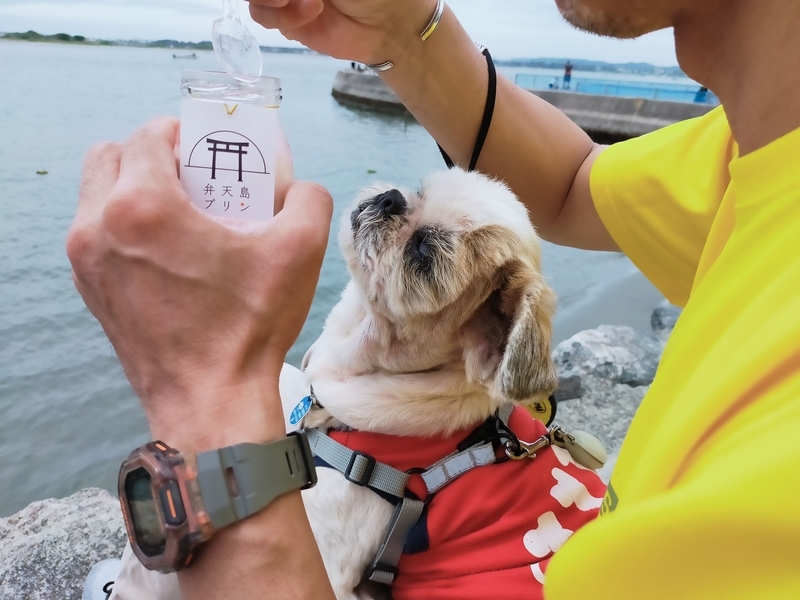 浜松市 浜名湖 弁天島 赤鳥居 弁天島プリン シーズー