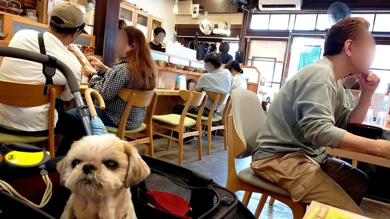 犬山市 犬山城下町 本町通り 古民家カフェ 本町茶寮 ペットOK シーズー 