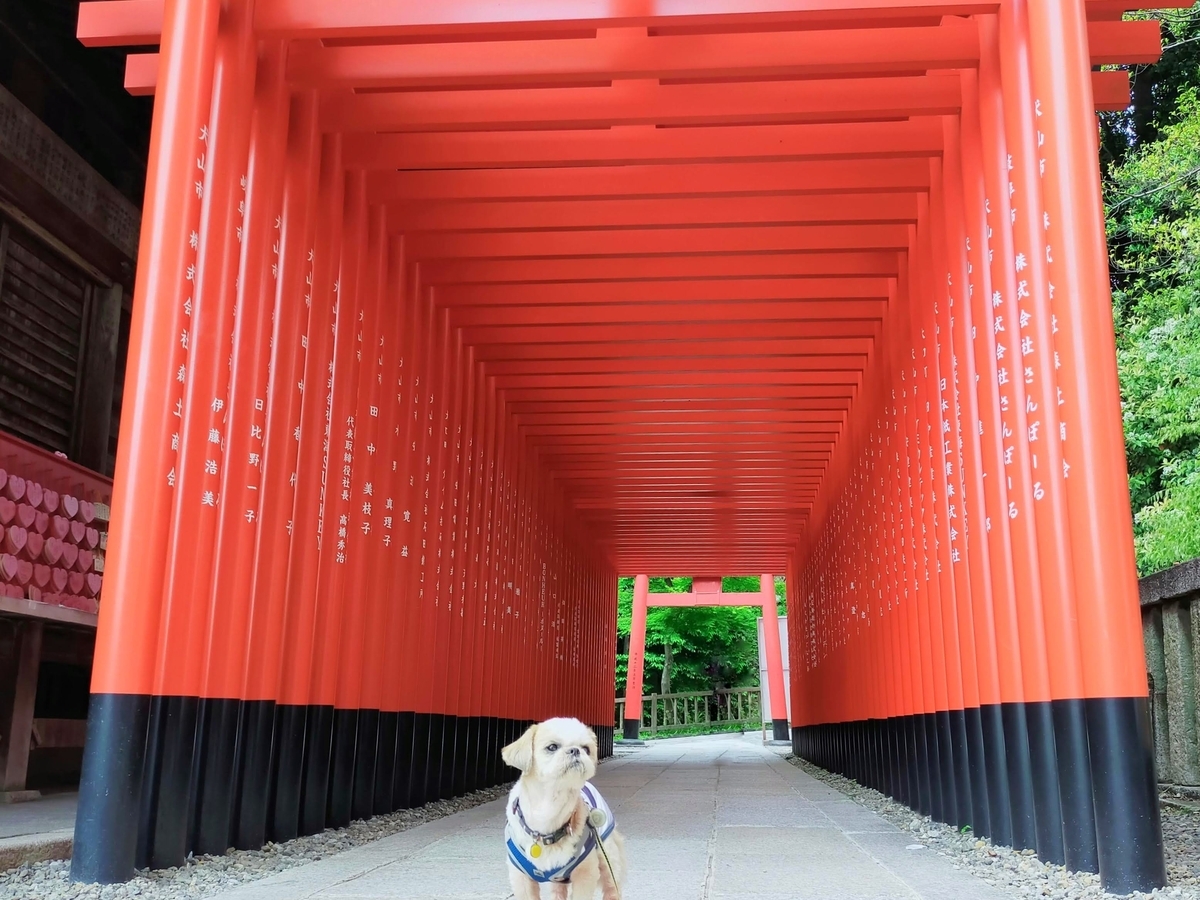 犬山市 三光稲荷神社 ペットOK シーズー 