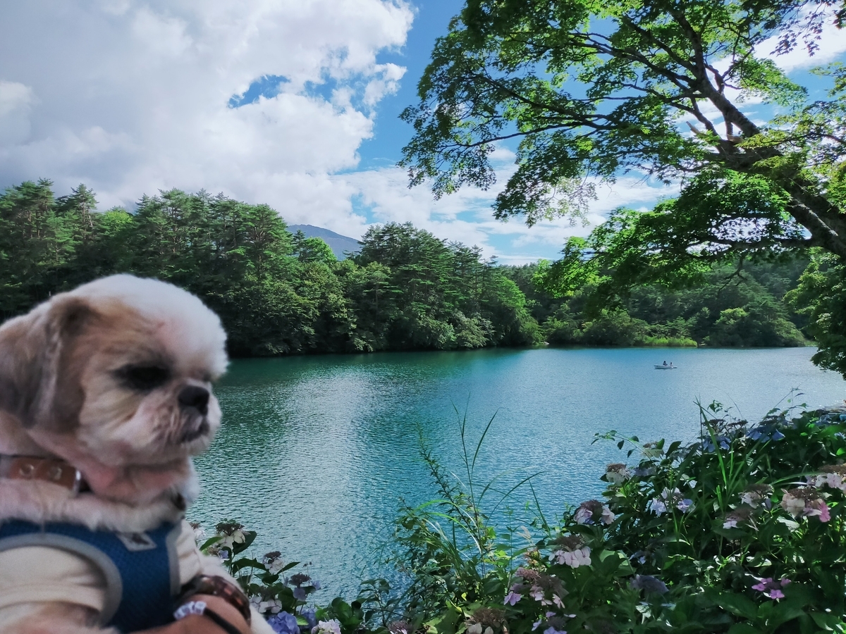 五色沼湖沼群 毘沙門沼 五色沼ソフト 