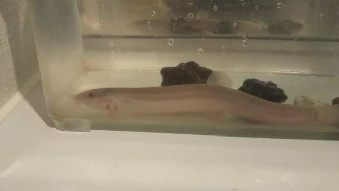 ベランダでのメダカ飼育 初心忘るべからず 歩歩是道場