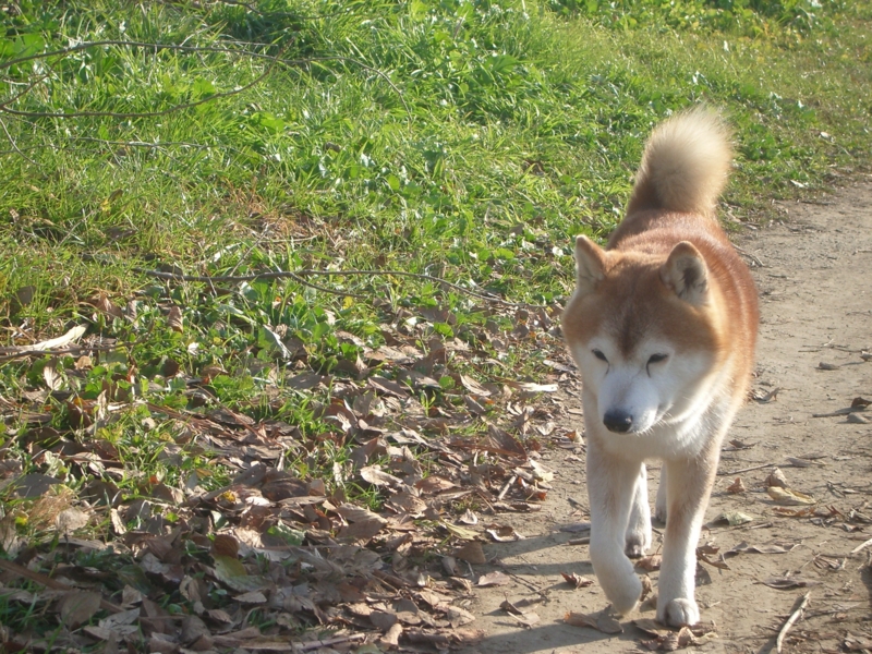 f:id:leoleoleoya:20091224085634j:image:w640 f:id:leoleoleoya:20091224085634j:image:w640