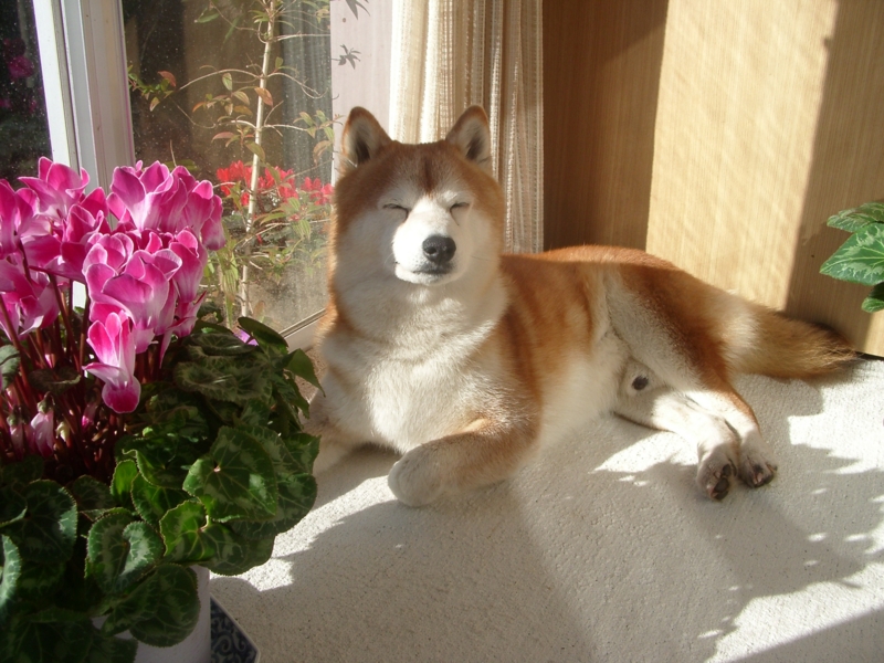 f:id:leoleoleoya:20100102101549j:image:w640 f:id:leoleoleoya:20100102101549j:image:w640