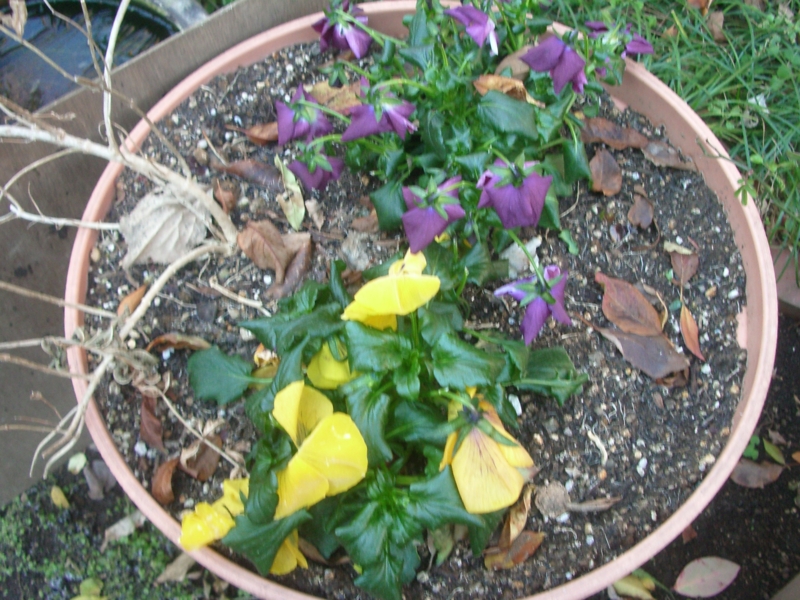 f:id:leoleoleoya:20131229080711j:image:w360