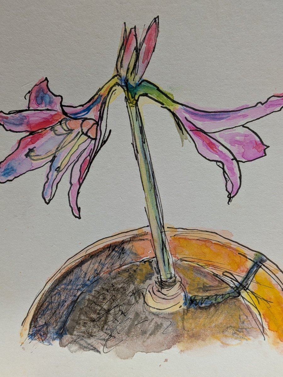 アマリリスのスケッチを彩色してみた - leoleoleoya's diary