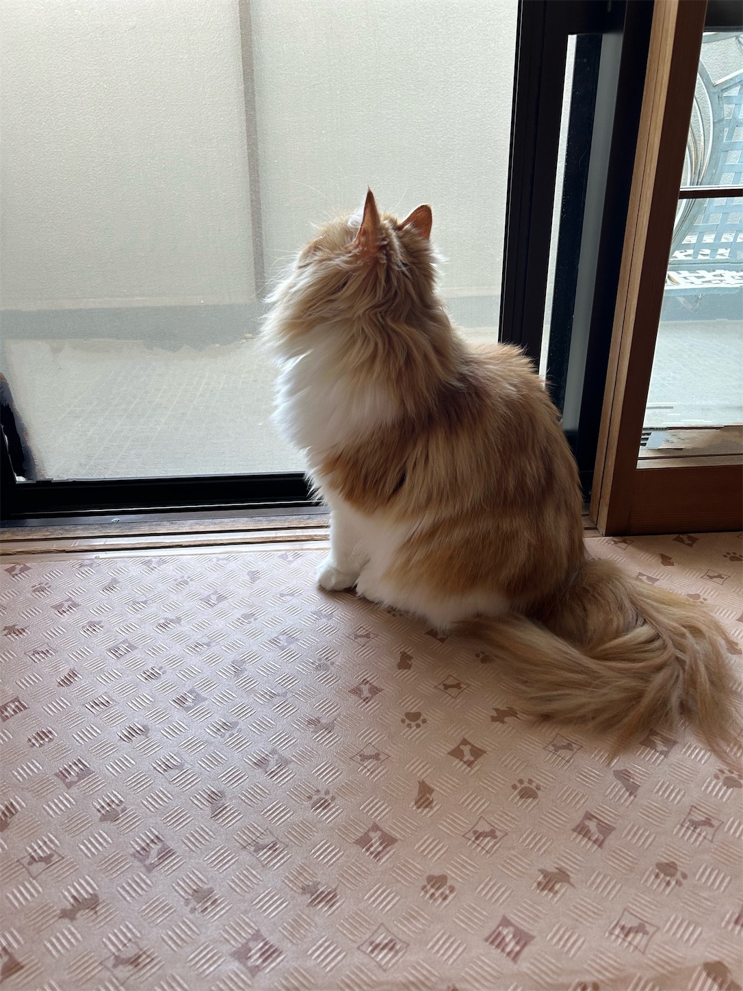f:id:leomio:20240618153245j:image