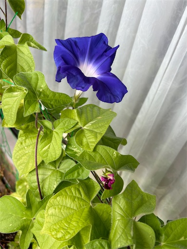 f:id:leomio:20240903220859j:image