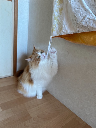 f:id:leomio:20250605172616j:image