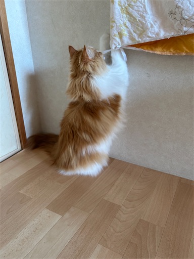 f:id:leomio:20250605172619j:image