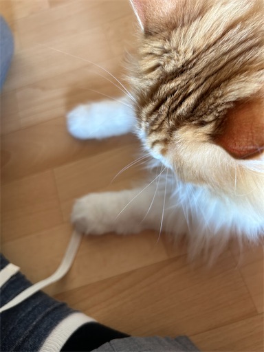f:id:leomio:20250605173028j:image