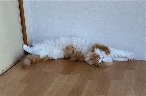 f:id:leomio:20250818210140j:image f:id:leomio:20250818210140j:image
