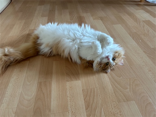 f:id:leomio:20250926150323j:image