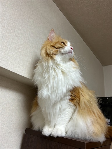 f:id:leomio:20250929203658j:image f:id:leomio:20250929203658j:image