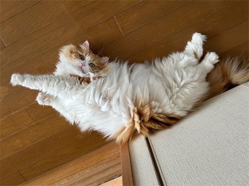 f:id:leomio:20260105164640j:image