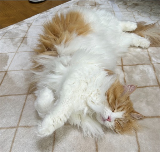 f:id:leomio:20260112110349j:image