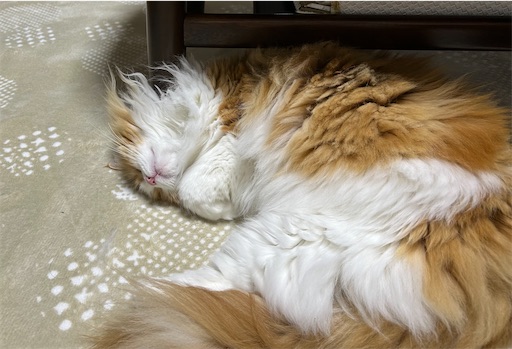 f:id:leomio:20260112110352j:image