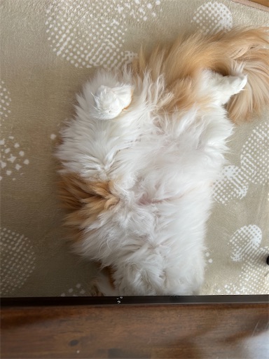 f:id:leomio:20260112110424j:image