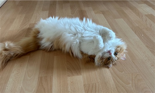f:id:leomio:20260328181330j:image