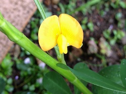 f:id:leon1248:20160207171017j:plain