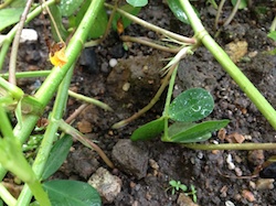 f:id:leon1248:20160207171031j:plain