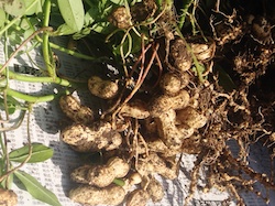 f:id:leon1248:20160207171059j:plain