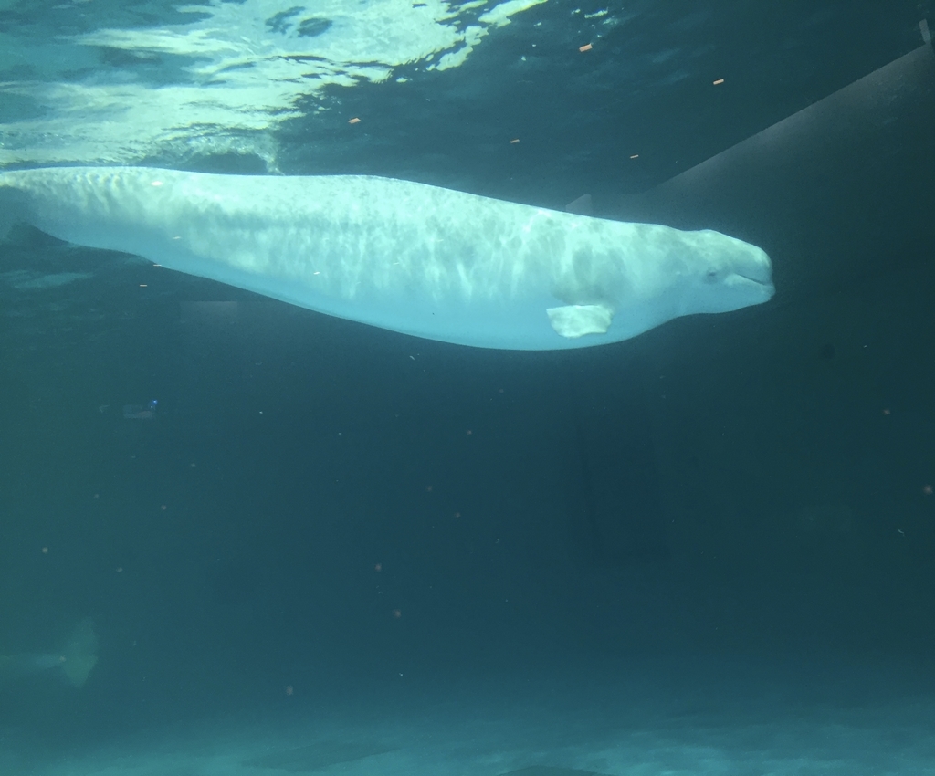 f:id:leona_moana:20161121142540j:plain f:id:leona_moana:20161121142540j:plain