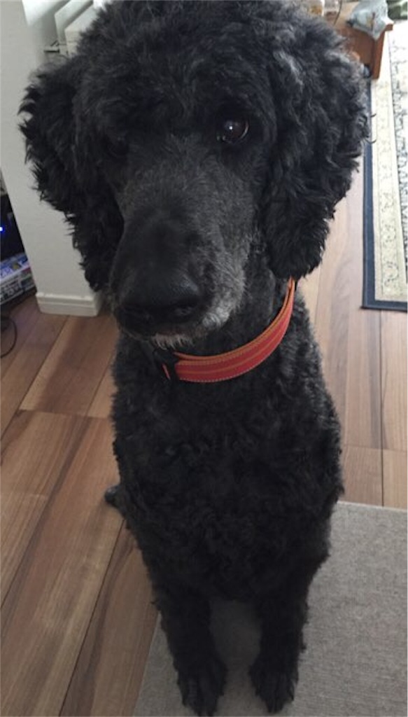 f:id:leona_moana:20190212002543j:image