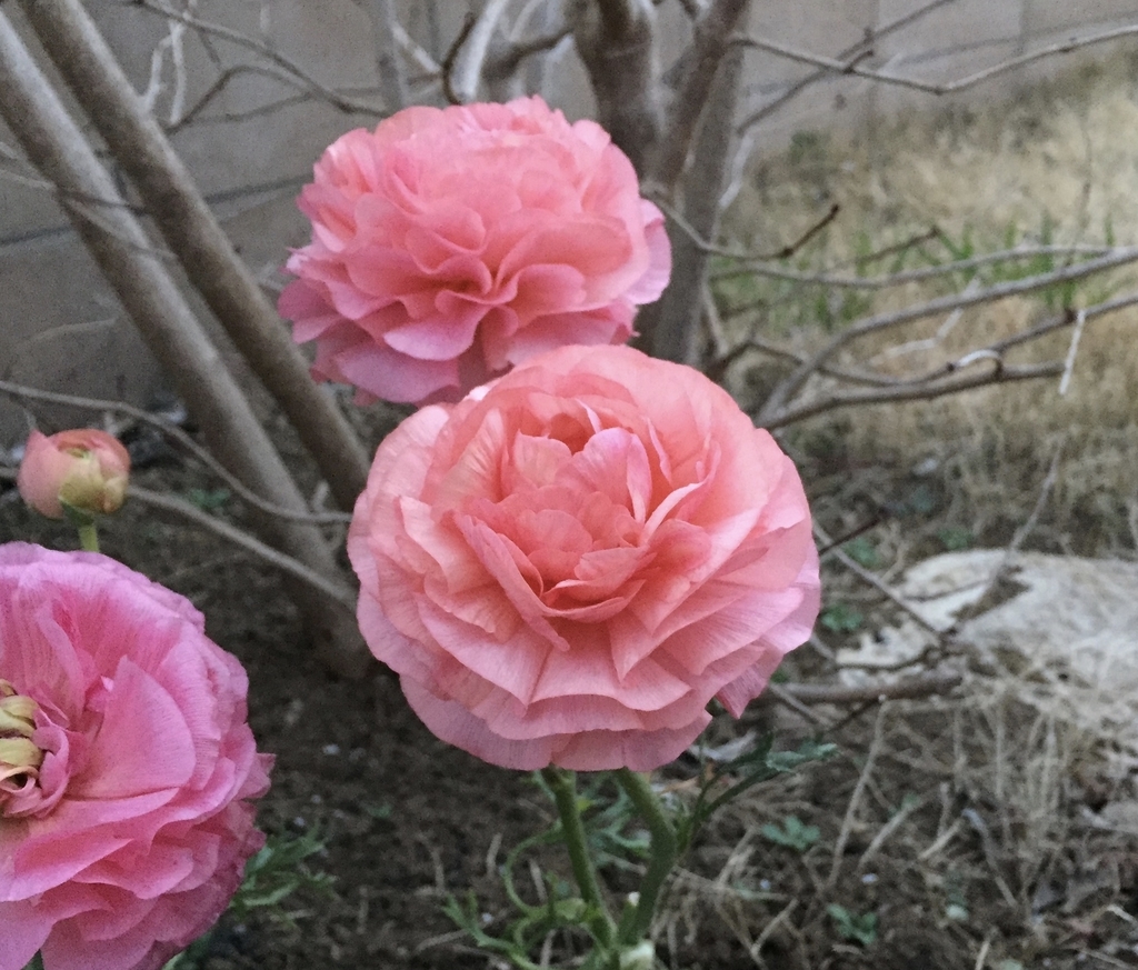 f:id:leona_moana:20190227172957j:plain f:id:leona_moana:20190227172957j:plain