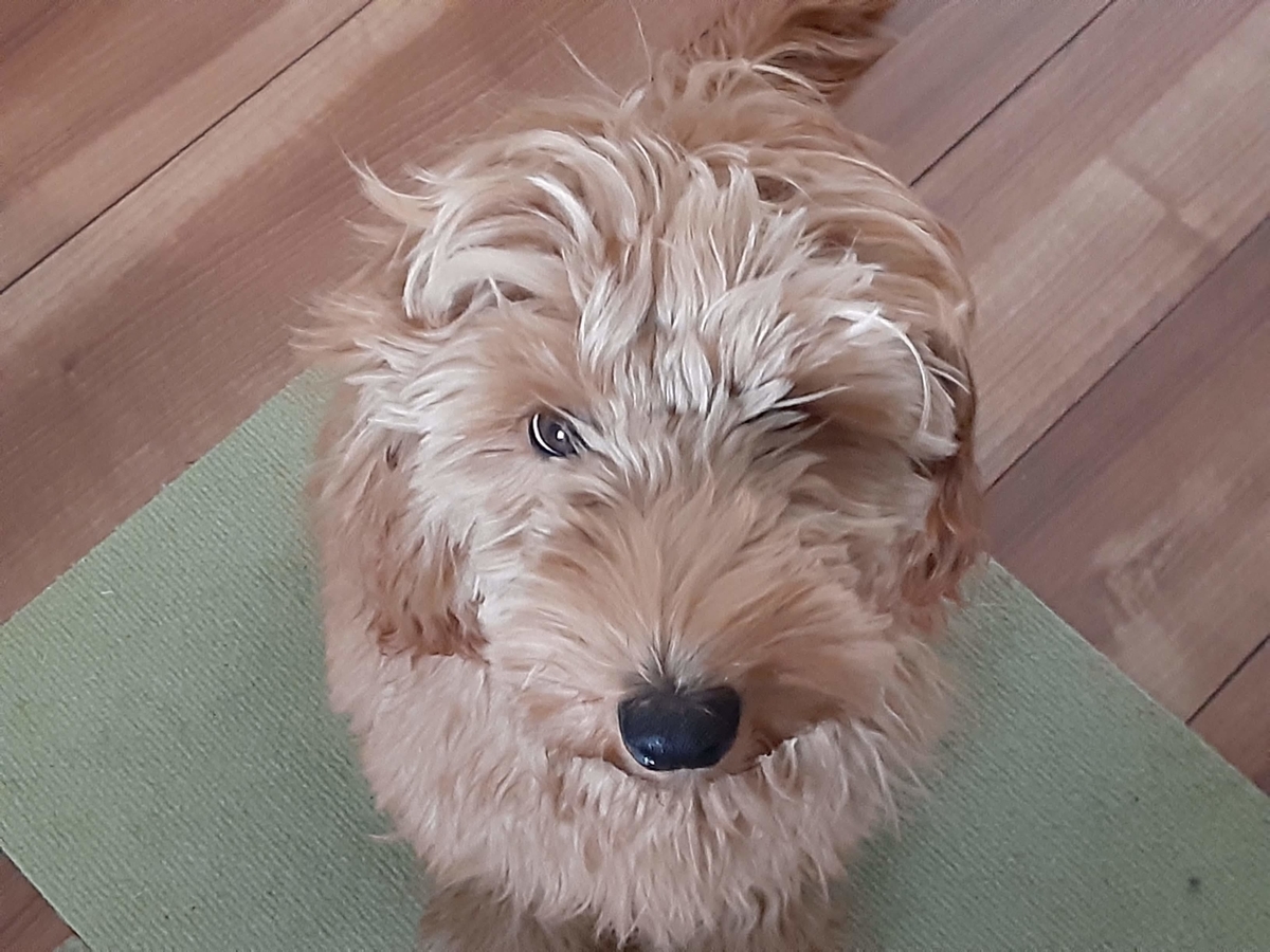 f:id:leona_moana:20210227082848j:plain