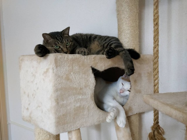f:id:leonneko:20190723213254j:image