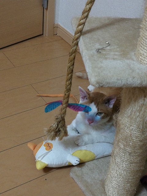 f:id:leonneko:20190802181900j:image