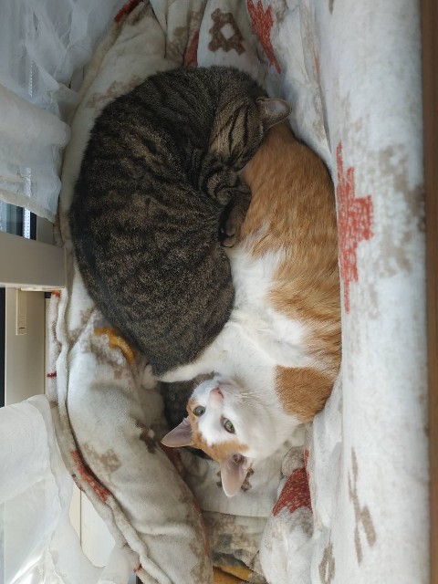 f:id:leonneko:20200408191131j:image