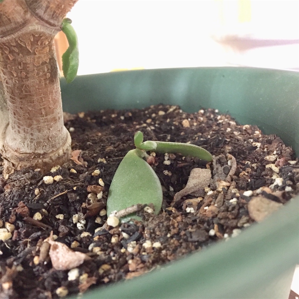 f:id:leoregulus:20190321184246j:image