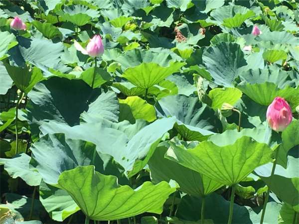 f:id:lepommier8161014:20180808225539j:plain f:id:lepommier8161014:20180808225539j:plain