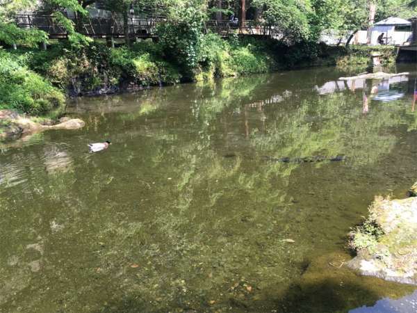 f:id:lepommier8161014:20180810143820j:plain