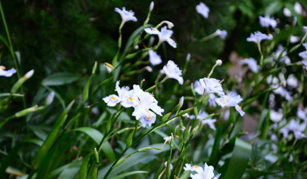 f:id:lepommier8161014:20180810144643j:plain