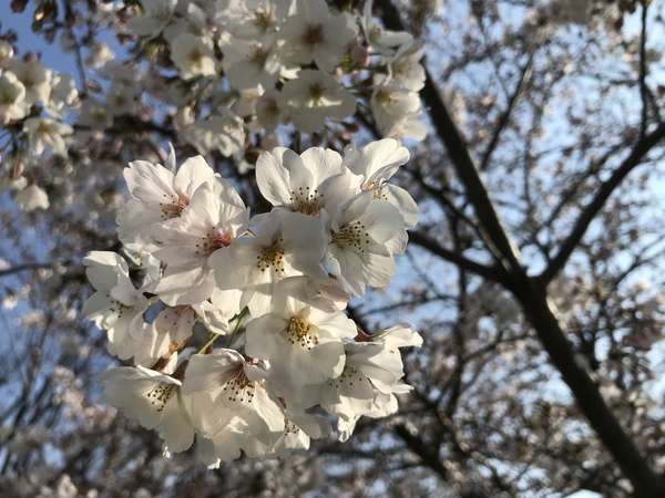 f:id:lepommier8161014:20190401110141j:plain f:id:lepommier8161014:20190401110141j:plain