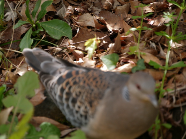 ピンぼけの鳩