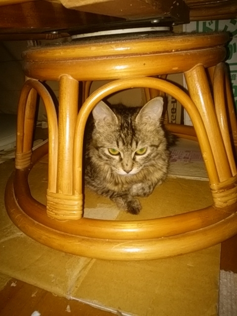 f:id:letdown_letton:20190520160647j:plain
