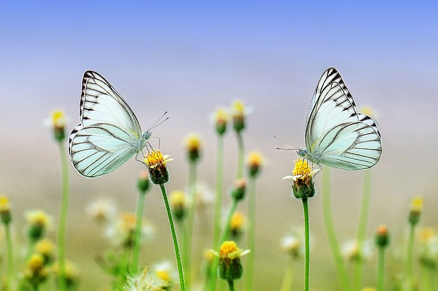 f:id:letsgethappy:20190430232609j:plain f:id:letsgethappy:20190430232609j:plain