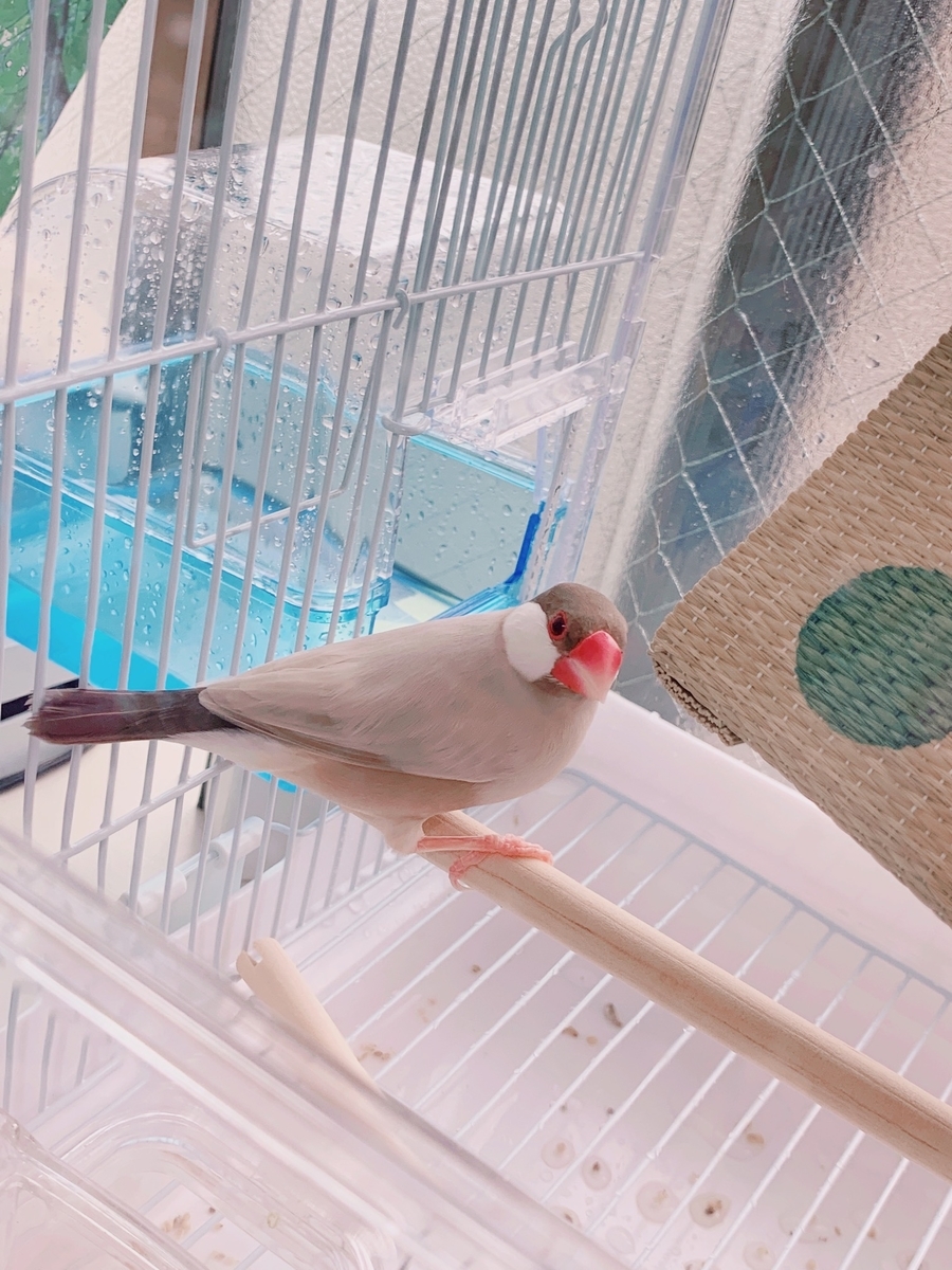 f:id:letterneginr:20190719212647j:plain シナモン文鳥オスの画像