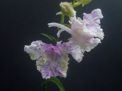 f:id:levites:20160107142821j:plain f:id:levites:20160107142821j:plain