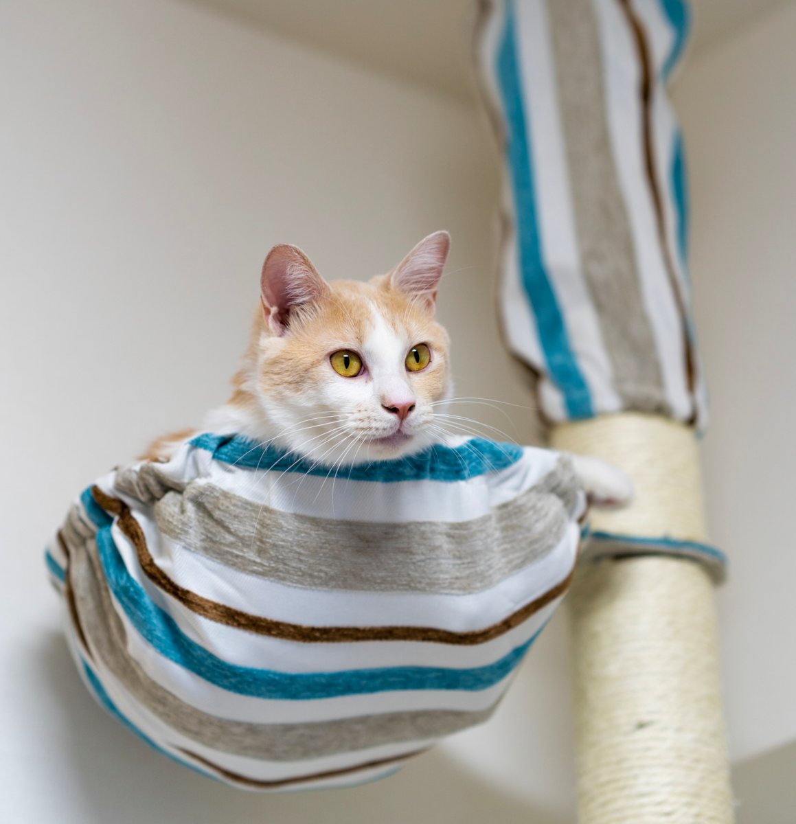 ▲ポール式キャットタワー時代のうに